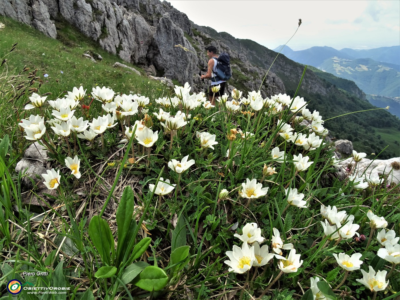 37 Bouquet di  Camedrio alpino (Dryas octopetala)  su tutto il sentiero .JPG